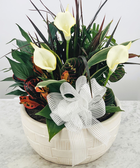 Superior Ceramic Dish Garden
