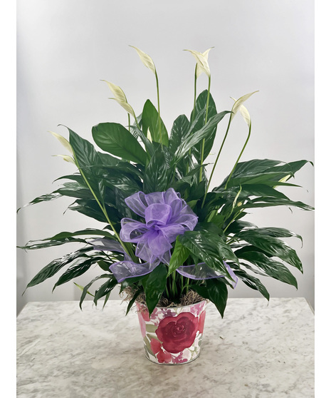 Peace Lily in Floral Planter